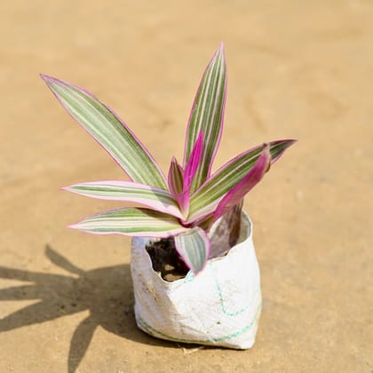 Buy Rhoeo Tricolour in 4 inch Nursery Bag Online | Urvann.com