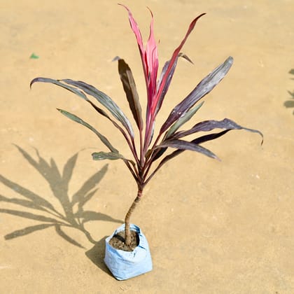 Buy Dracaena Narrow Leaves in 4 inch Nursery Bag Online | Urvann.com