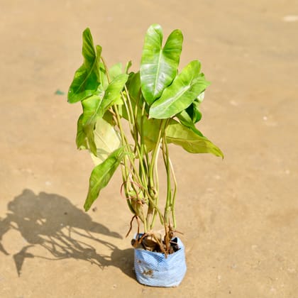 Buy Alocasia Green Paradise in 4 inch Nursery Bag Online | Urvann.com