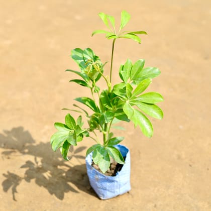 Buy Schefflera Green in 3 inch Nursery Bag Online | Urvann.com