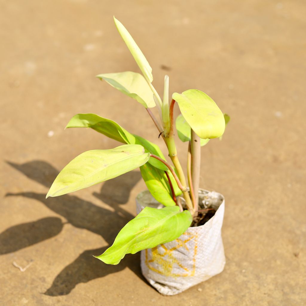 Buy Philodendron MoonShine in 4 inch Nursery Bag Online | Urvann.com Philodendron MoonShine in 4 inch Nursery Bag