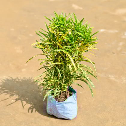 Buy Chironji Croton Bushy in 5 inch Nursery Bag Online | Urvann.com