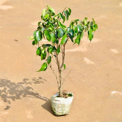 Buy Ficus Black (~ 1.5 Ft) in 5 inch Nursery Bag Online | Urvann.com