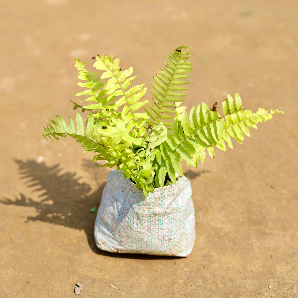 Buy Fern Golden in 4 inch Nursery Bag Online | Urvann.com Fern Golden in 4 inch Nursery Bag