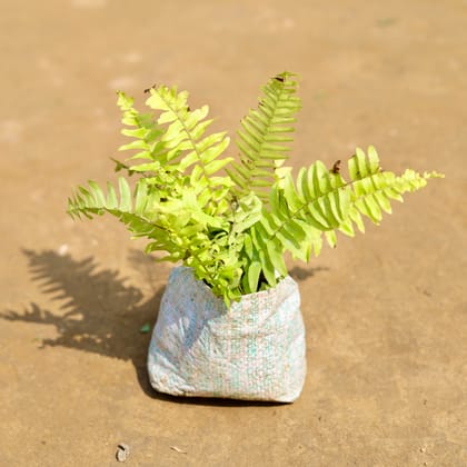 Buy Fern Golden in 4 inch Nursery Bag Online | Urvann.com