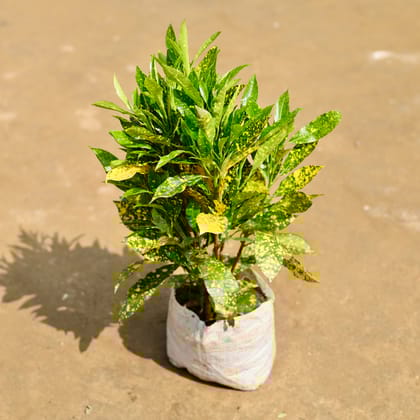 Buy Baby Croton Bushy in 6 inch Nursery Bag Online | Urvann.com