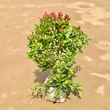 Buy Syzygium  in 10 inch Nursery Bag Online | Urvann.com