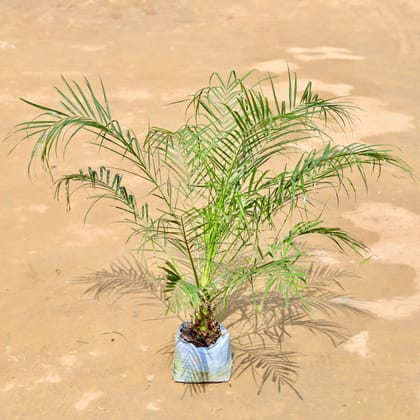 Buy Phoenix Palm (~ 2 Ft) in 6 inch Nursery Bag Online | Urvann.com