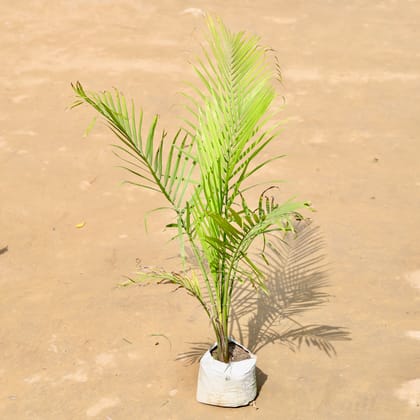 Buy Raveena Palm (~ 2 Ft) in 6 inch Nursery Bag Online | Urvann.com