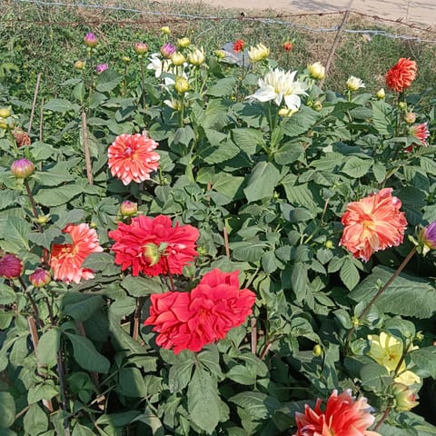 Double Dahlia (Any Colour) in 8 Inch Nursery Bag