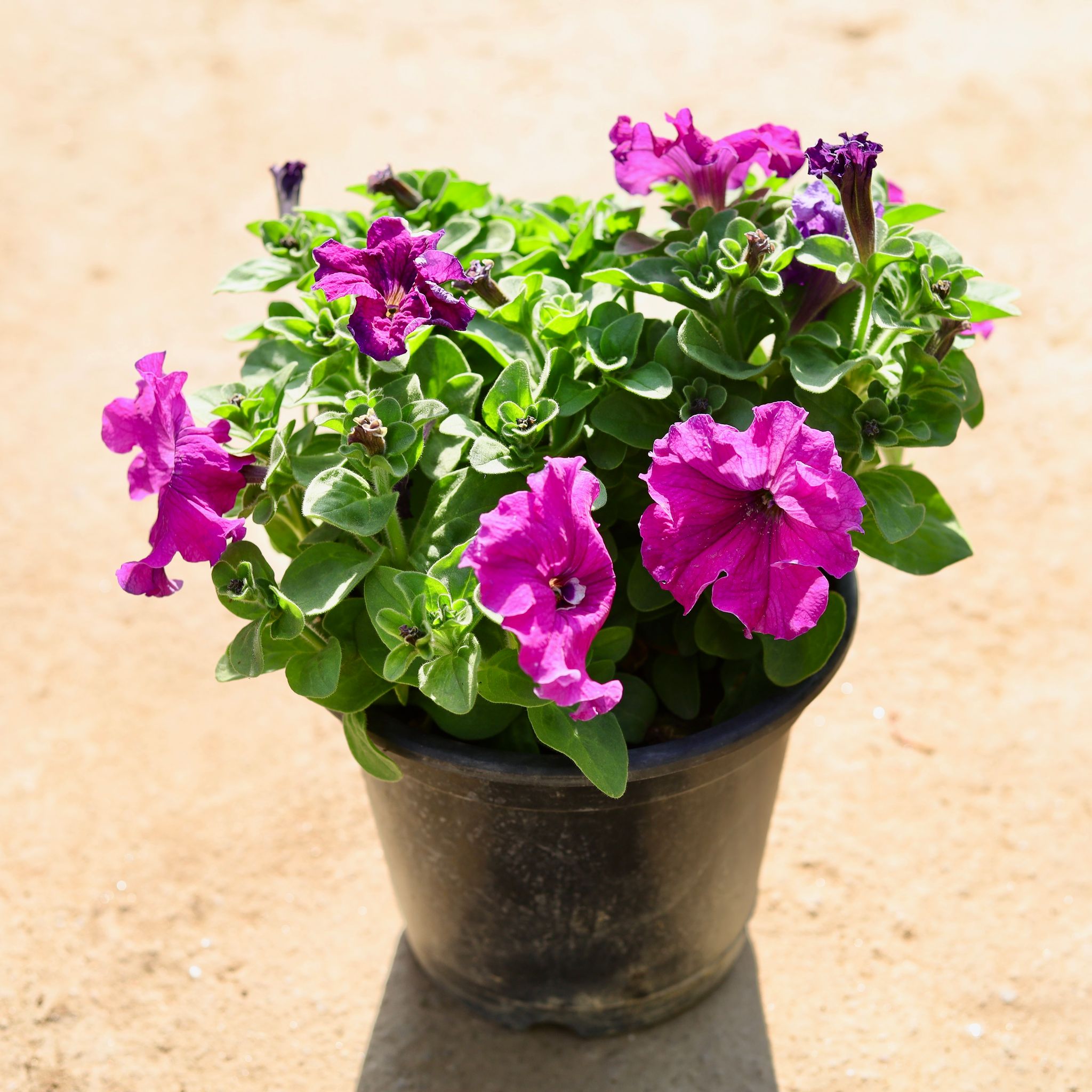 Petunia Pink in 8 Inch Nursery Pot