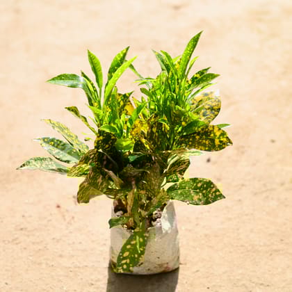 Buy Baby Croton in 4 Inch Nursery bag Online | Urvann.com