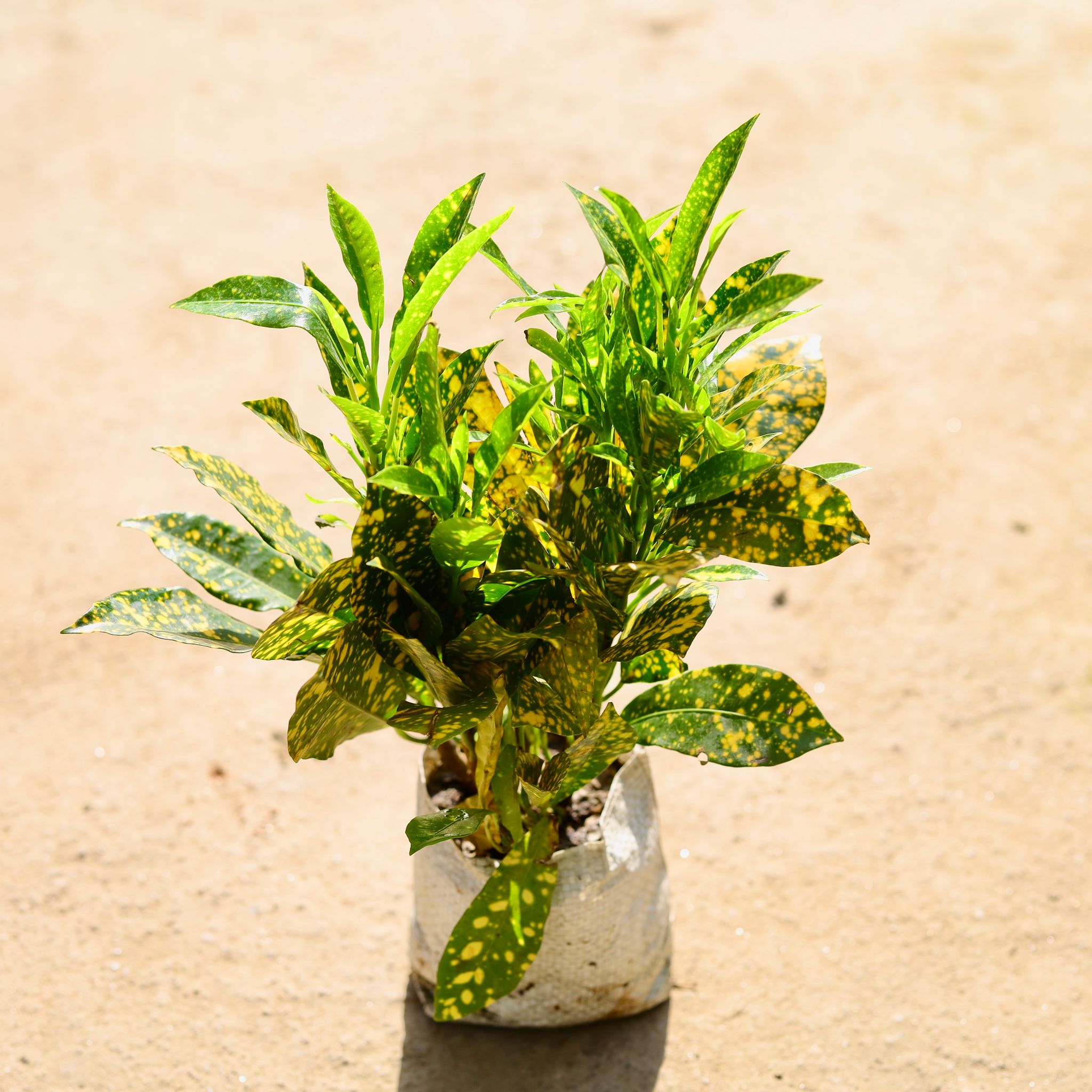 Baby Croton in 4 Inch Nursery bag