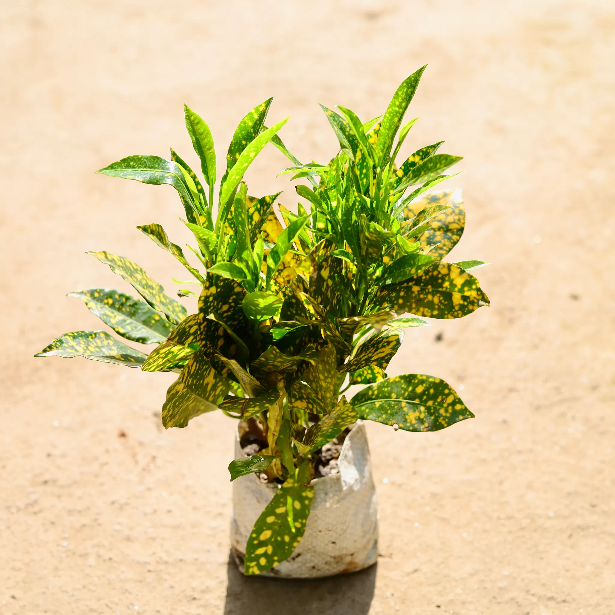 Baby Croton in 4 Inch Nursery bag