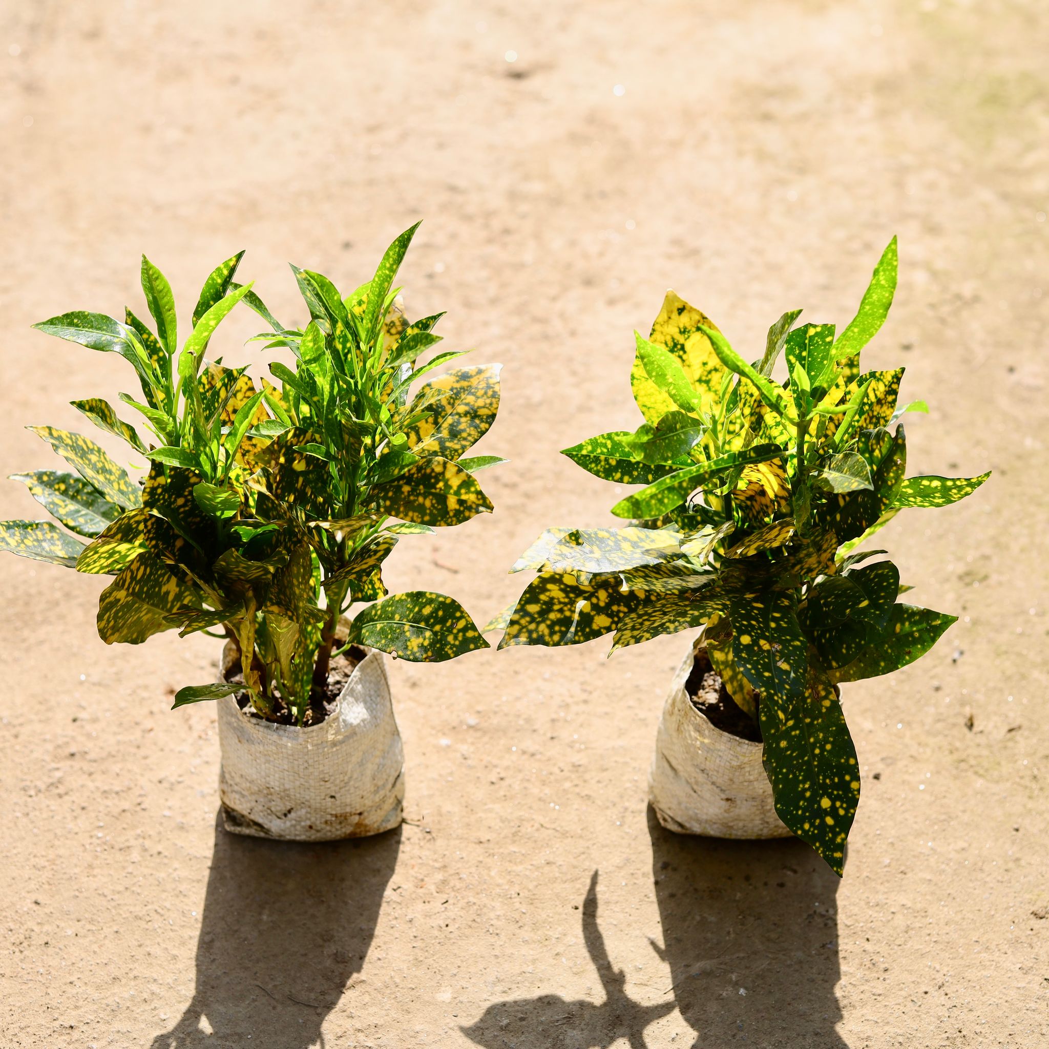 Set of 2 - Baby Croton in 4 Inch Nursery bag