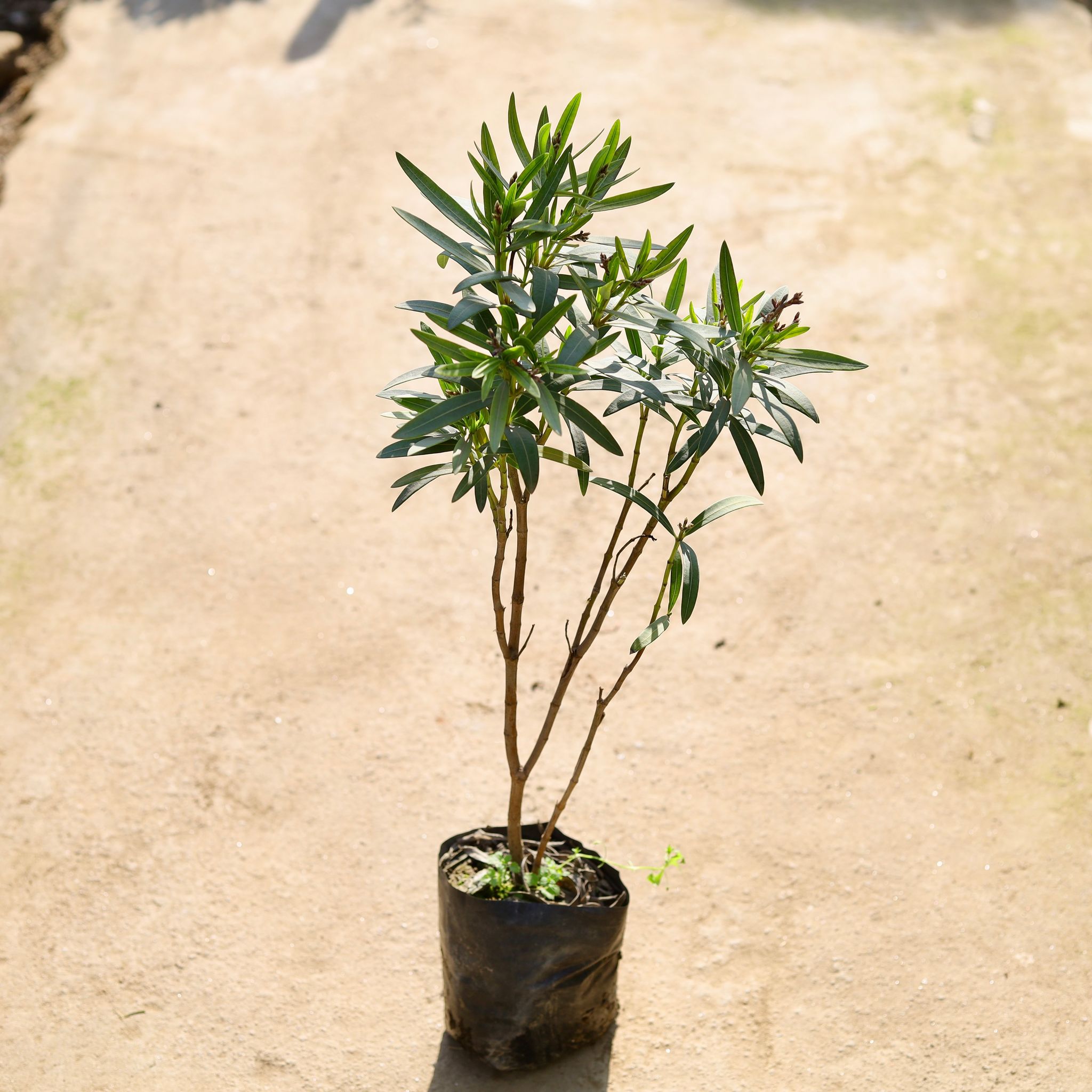 Kaner White in 8 Inch Nursery bag