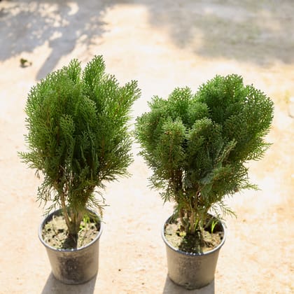 Buy Set of 2 - Morpankhi in 6 Inch Nursery Pot Online | Urvann.com