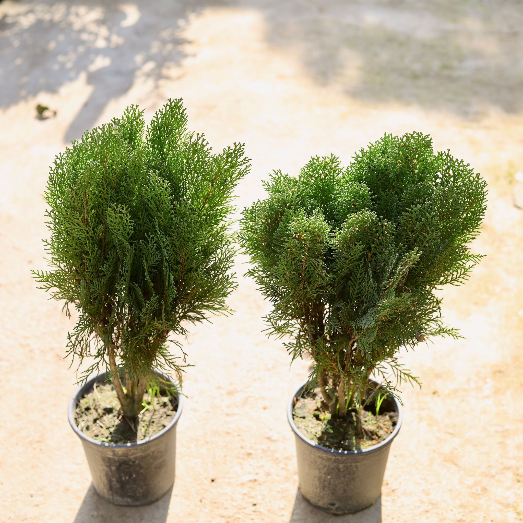 Set of 2 - Morpankhi in 6 Inch Nursery Pot