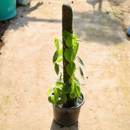 Buy Oxycardium Green With Moss Stick in 10 Inch Nursery Pot Online | Urvann.com