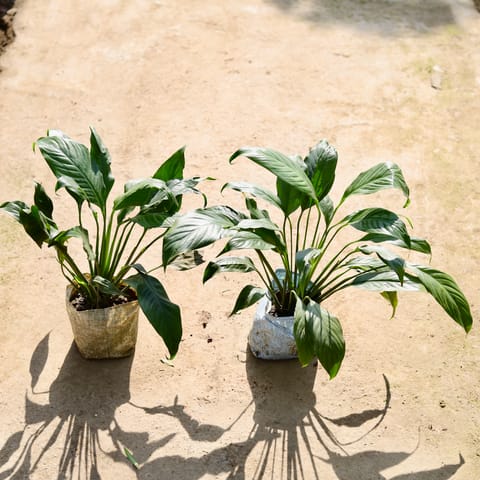 Set of 2 - Peace Lily in 8 Inch Nursery bag