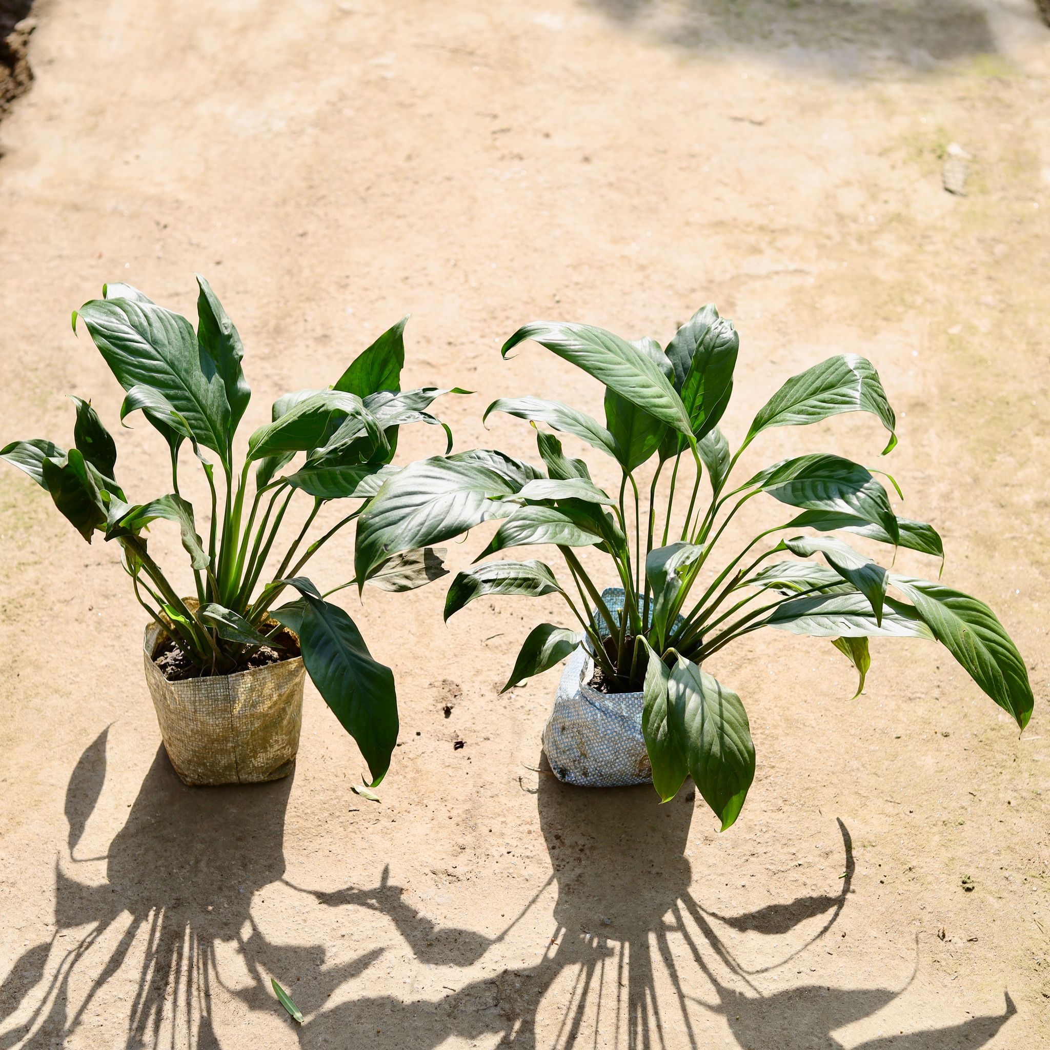 Set of 2 - Peace Lily in 8 Inch Nursery bag