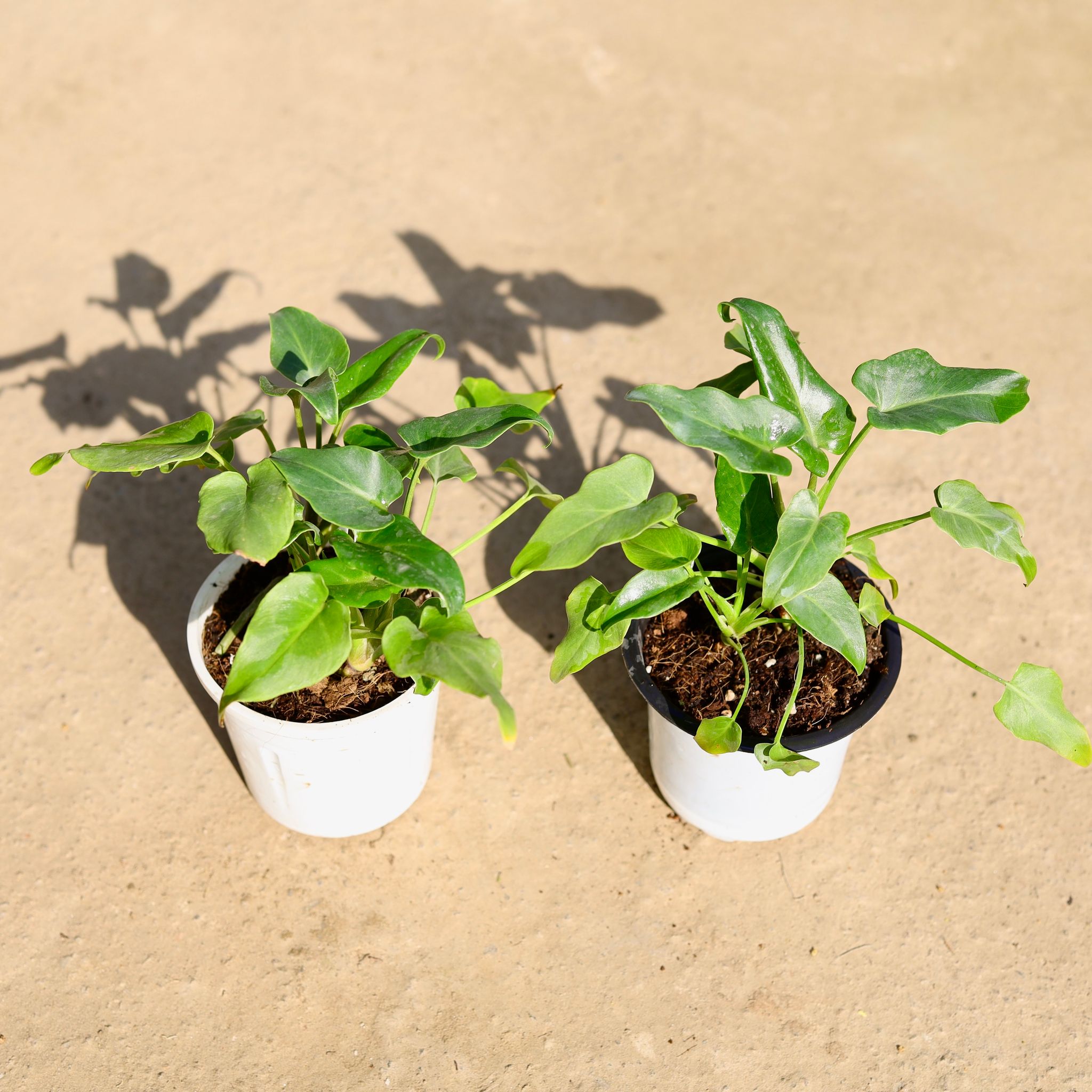 Set of 2 - Xanadu in 4 Inch Nursery Pot