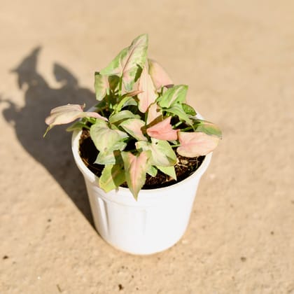 Buy Syngonium Pink in 4 Inch Nursery Pot Online | Urvann.com