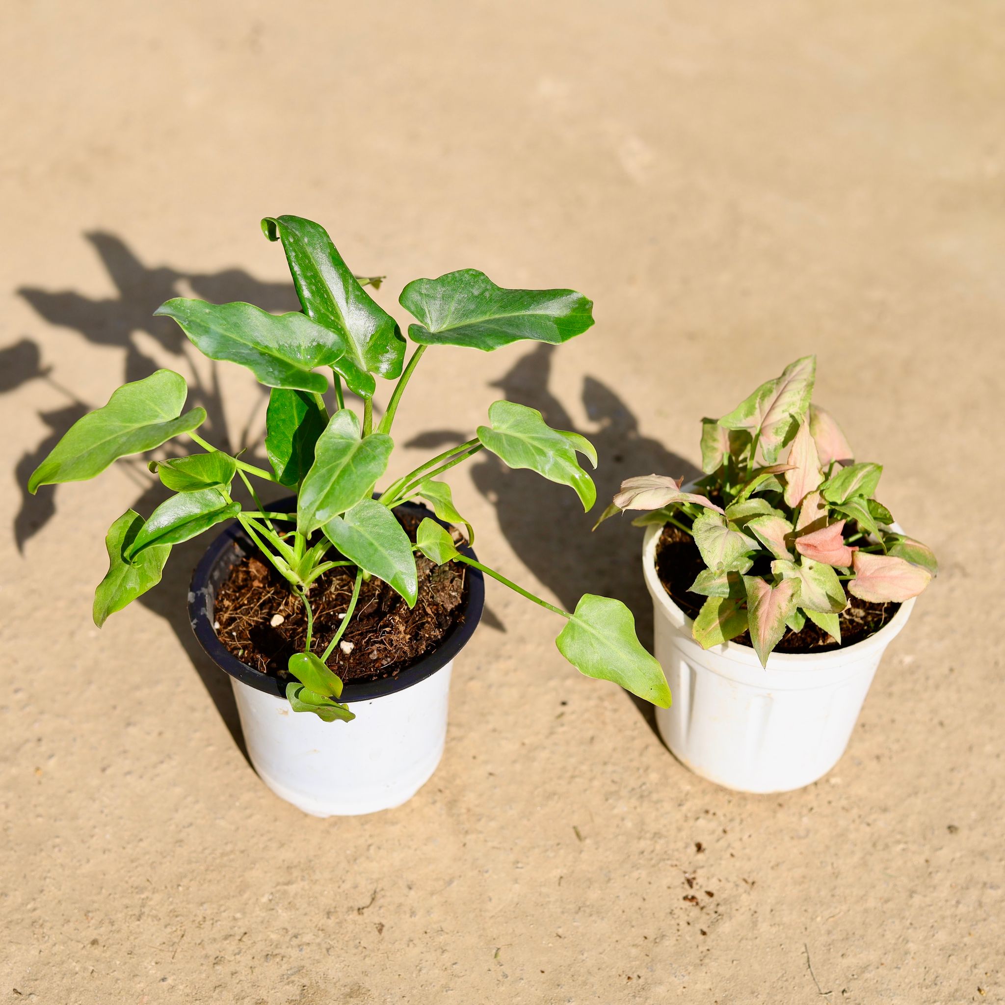 Set of 2 - Xanadu & Syngonium Pink in 4 Inch Nursery Pot