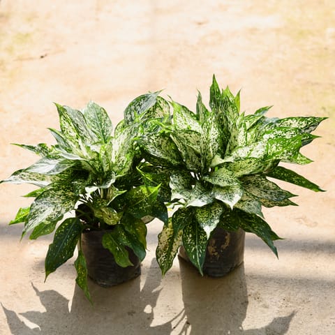Set of 2 - Aglaonema Snow White in 8 Inch Nursery bag