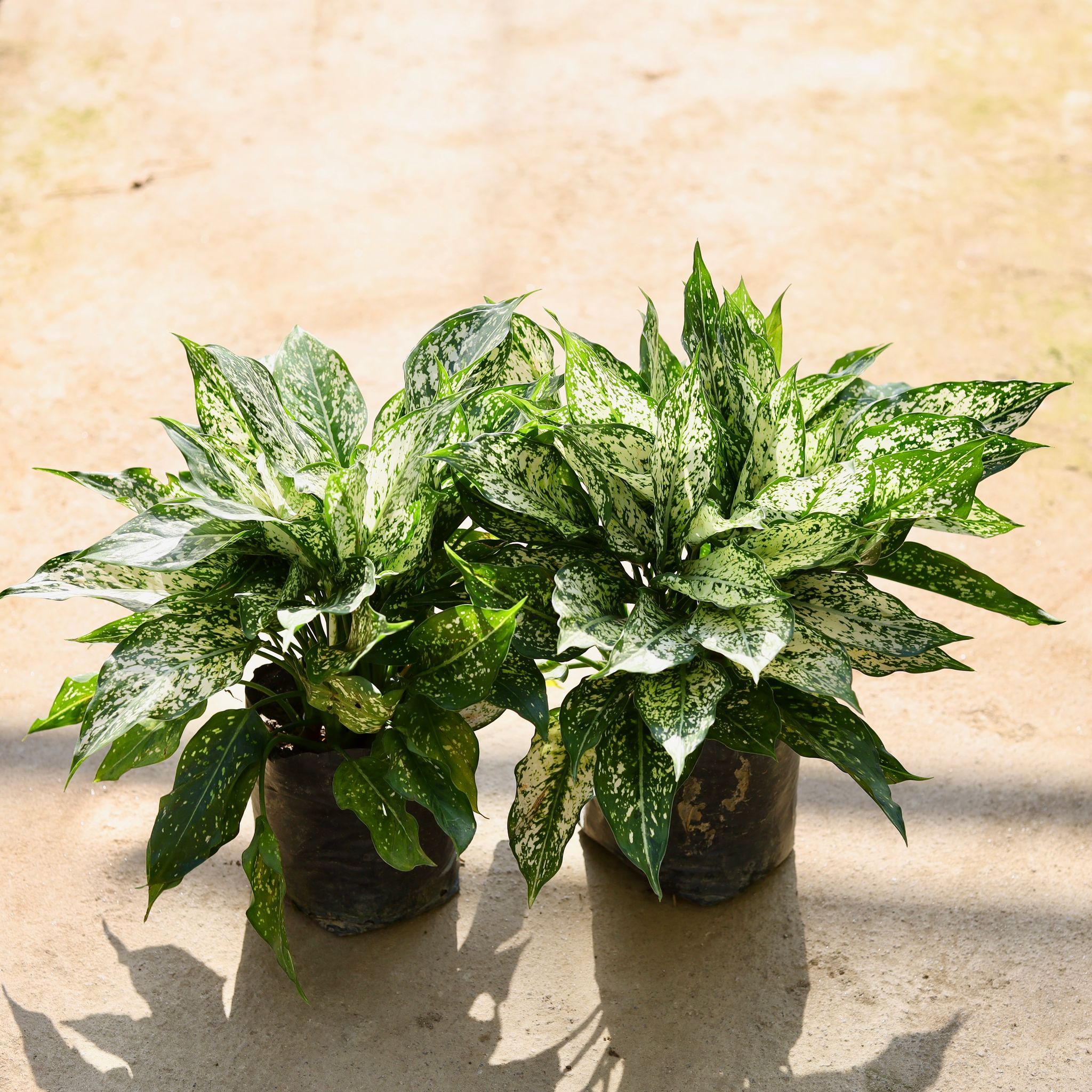 Set of 2 - Aglaonema Snow White in 8 Inch Nursery bag