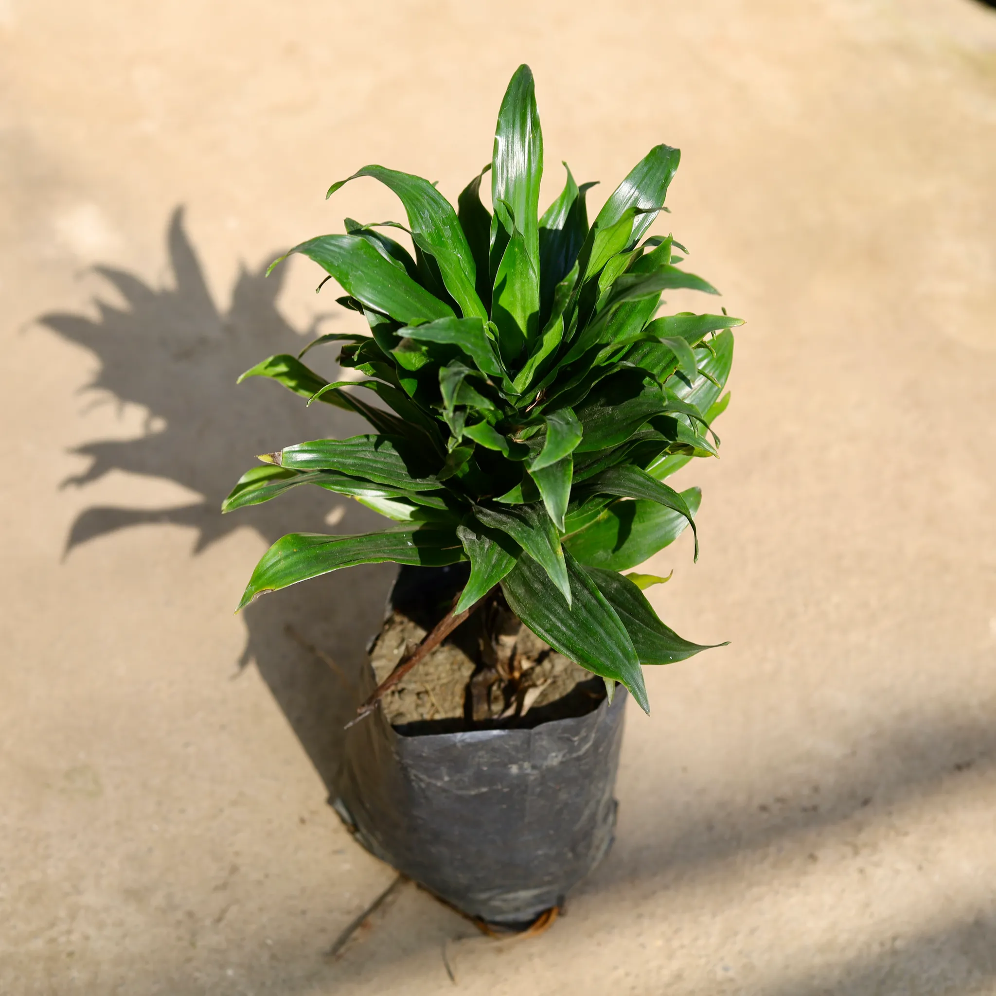 Dracaena Compacta in 8 Inch Nursery bag