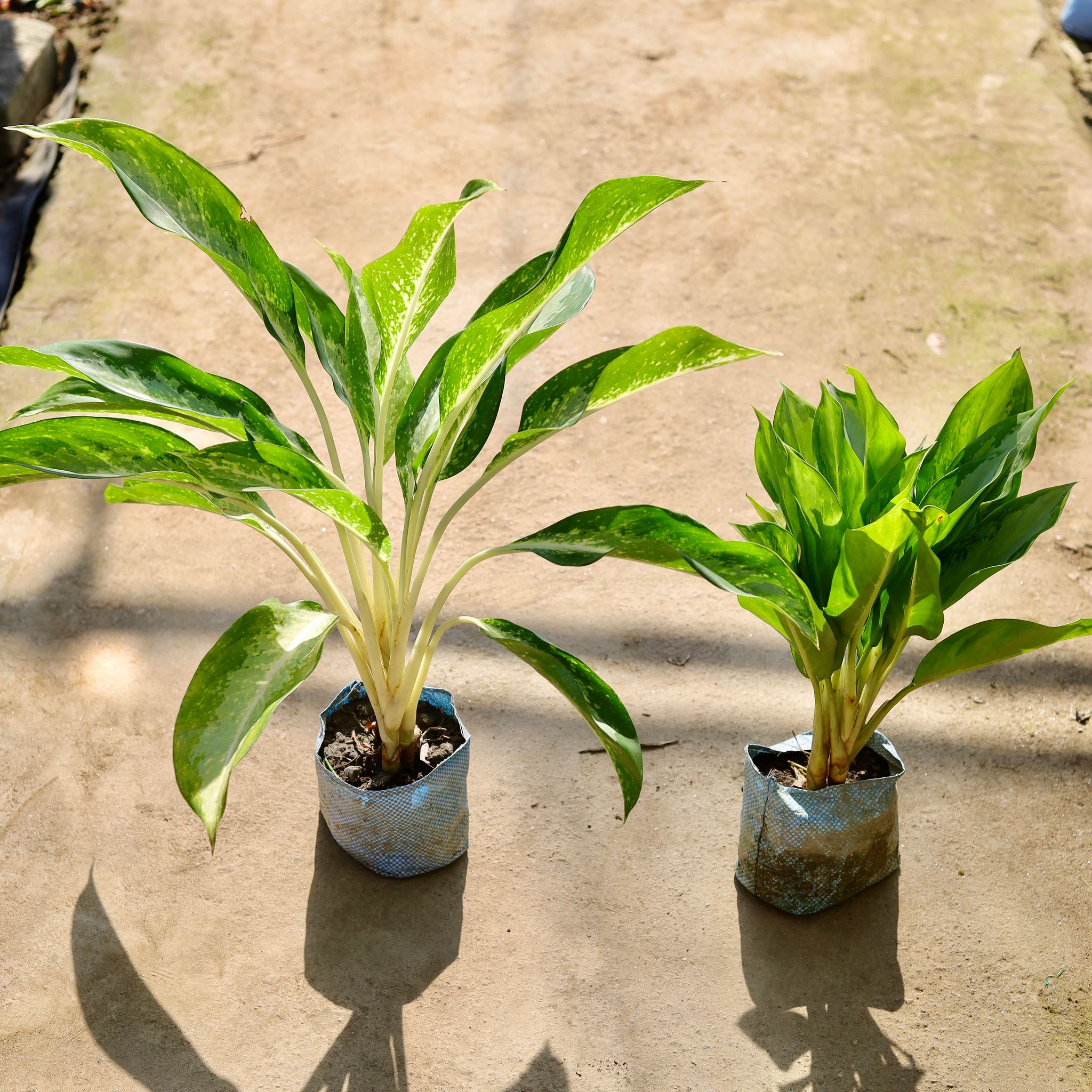 Set of 2 - Aglaonema (Philippica & Dove) in 7 Inch Nursery bag