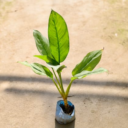 Buy Aglaonema Philippica in 4 Inch Nursery bag Online | Urvann.com