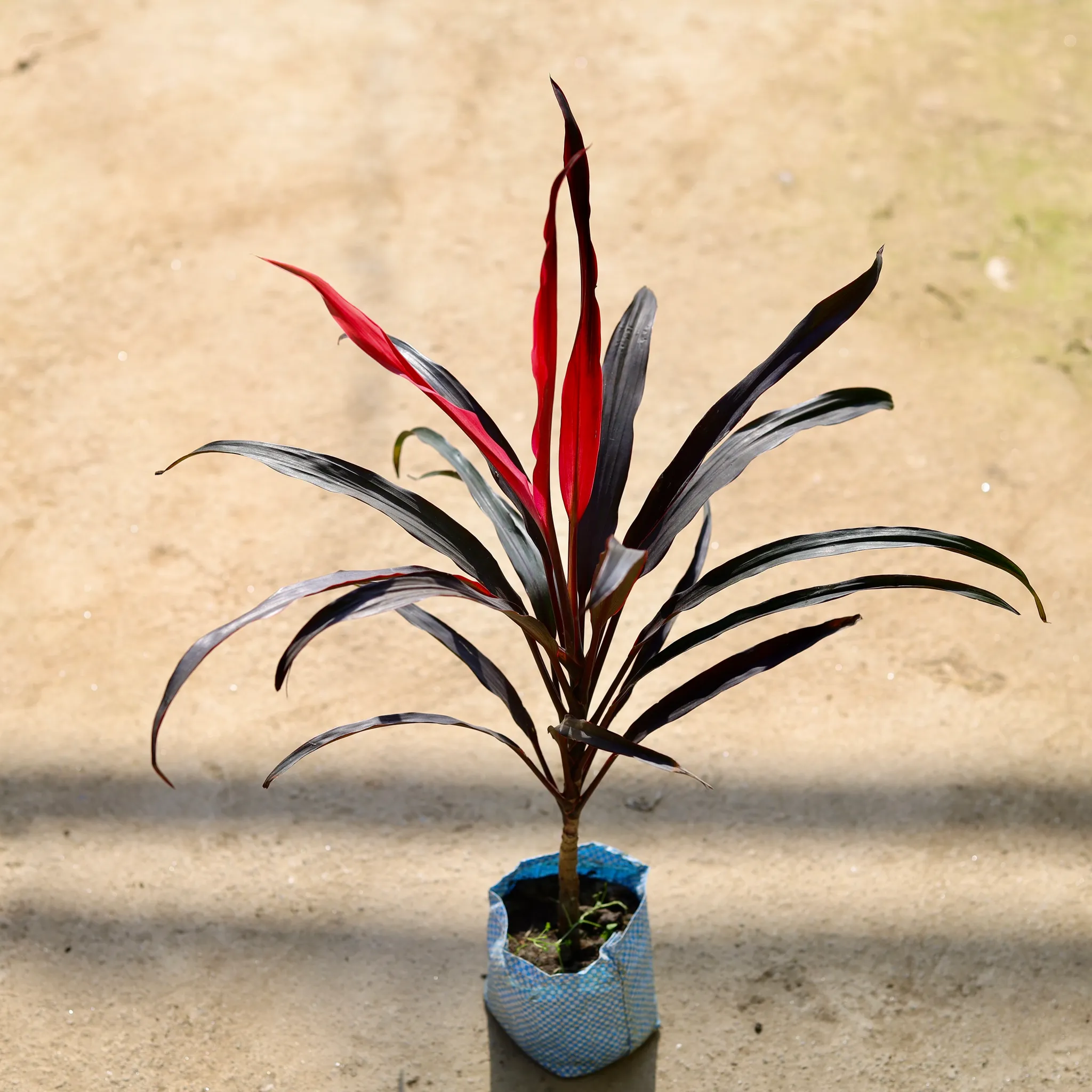 Dracaena Narrow Leaf in 4 Inch Nursery bag