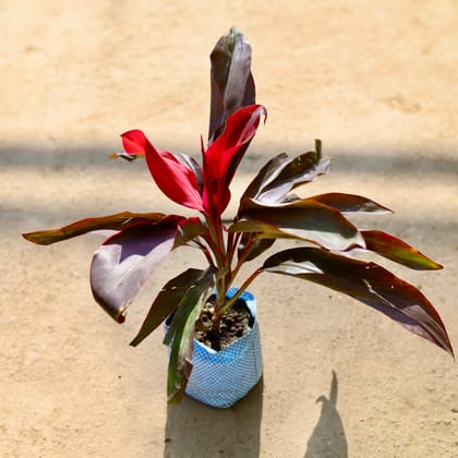 Buy Dracaena Rosea in 4 Inch Nursery bag Online | Urvann.com