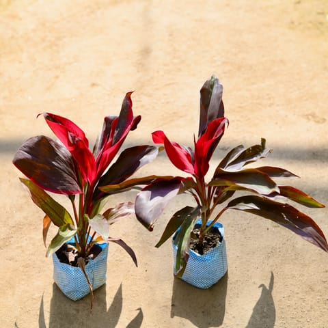 Set of 2 - Dracaena Rosea in 4 Inch Nursery bag