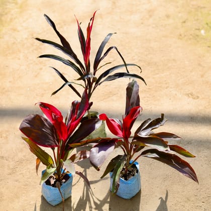 Buy Set of 3 - Dracaena Narow Leaf & 2 Dracaena Rosea in 4 Inch Nursery bag Online | Urvann.com