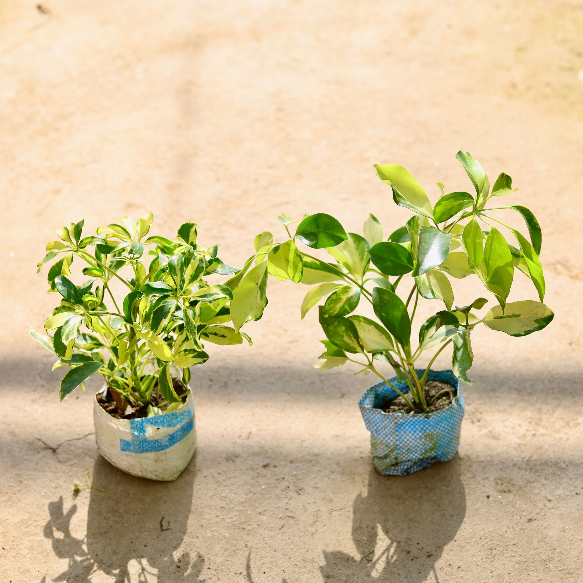 Set of 2 - Schefflera (High Colour & Variegated) in 4 Inch Nursery bag