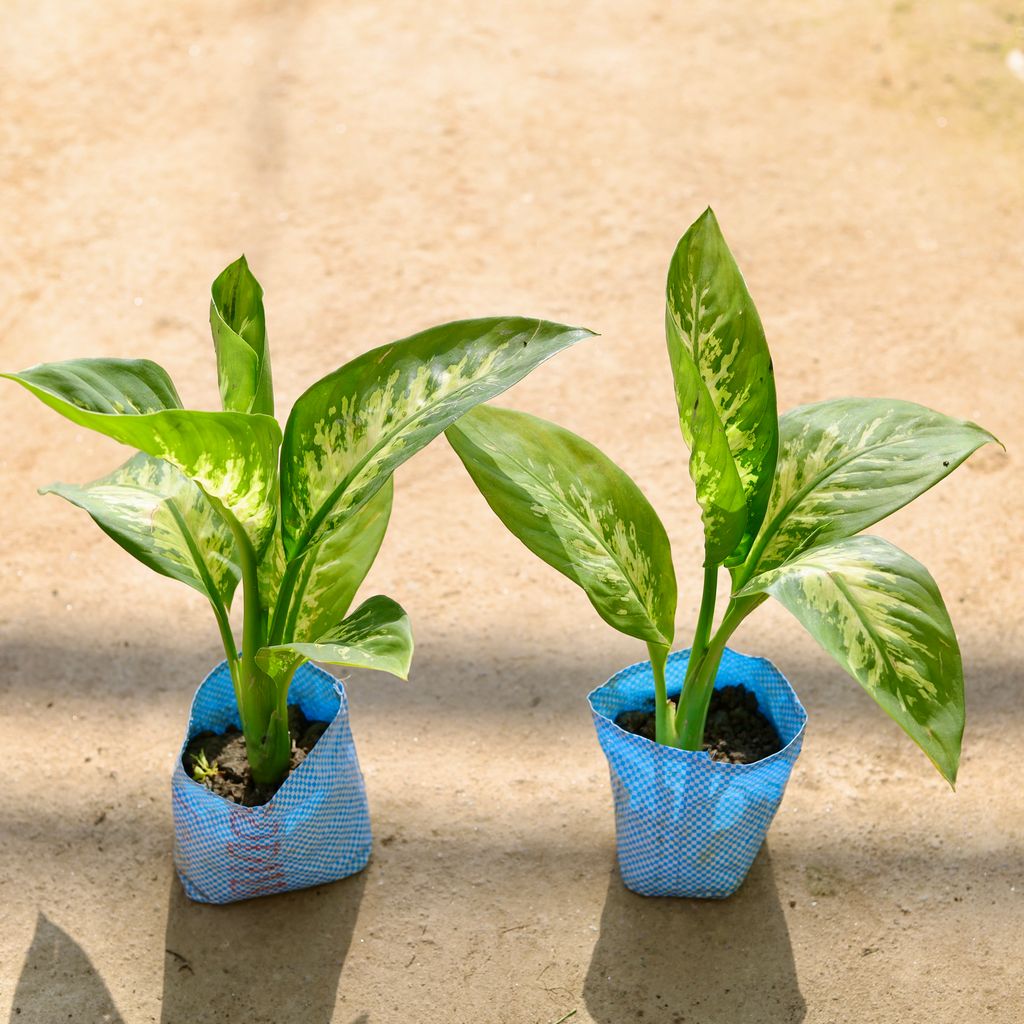 Buy Set of 2 - Dieffenbachia in 4 Inch Nursery bag Online | Urvann.com Set of 2 - Dieffenbachia in 4 Inch Nursery bag