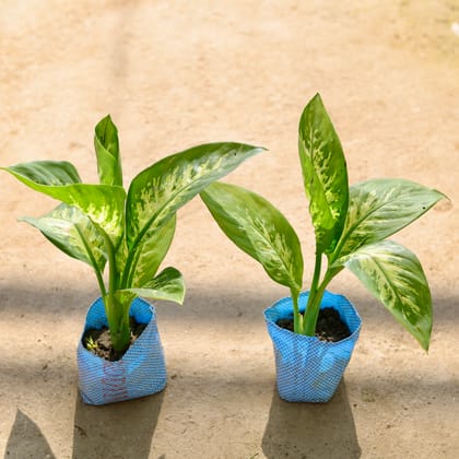 Buy Set of 2 - Dieffenbachia in 4 Inch Nursery bag Online | Urvann.com
