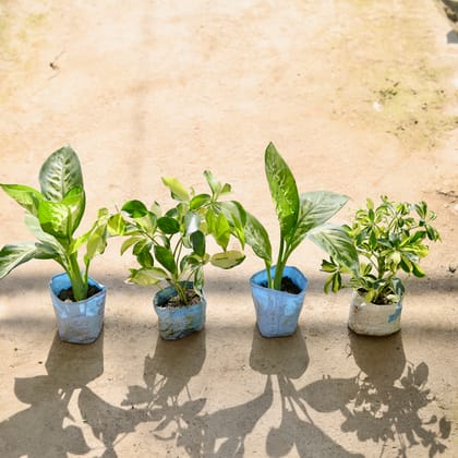 Buy Set of 3 - Dieffenbachia, Schefflera Variegated & Schefflera High Colour in 4 Inch Nursery bag Online | Urvann.com