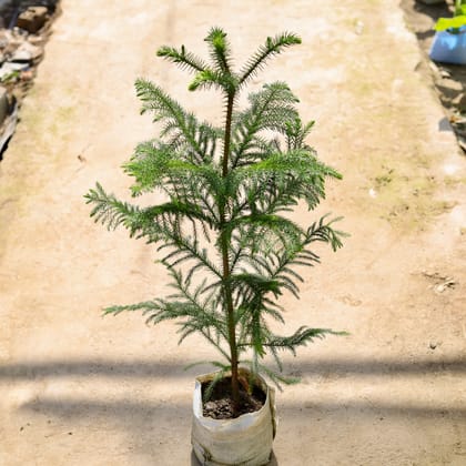 Buy  Araucaria in 7 Inch Nursery bag Online | Urvann.com