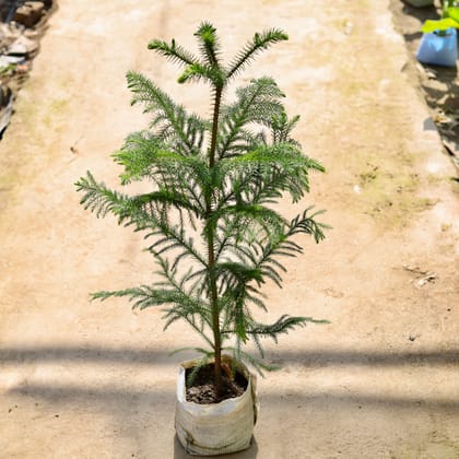 Buy  Araucaria in 8 Inch Nursery bag Online | Urvann.com