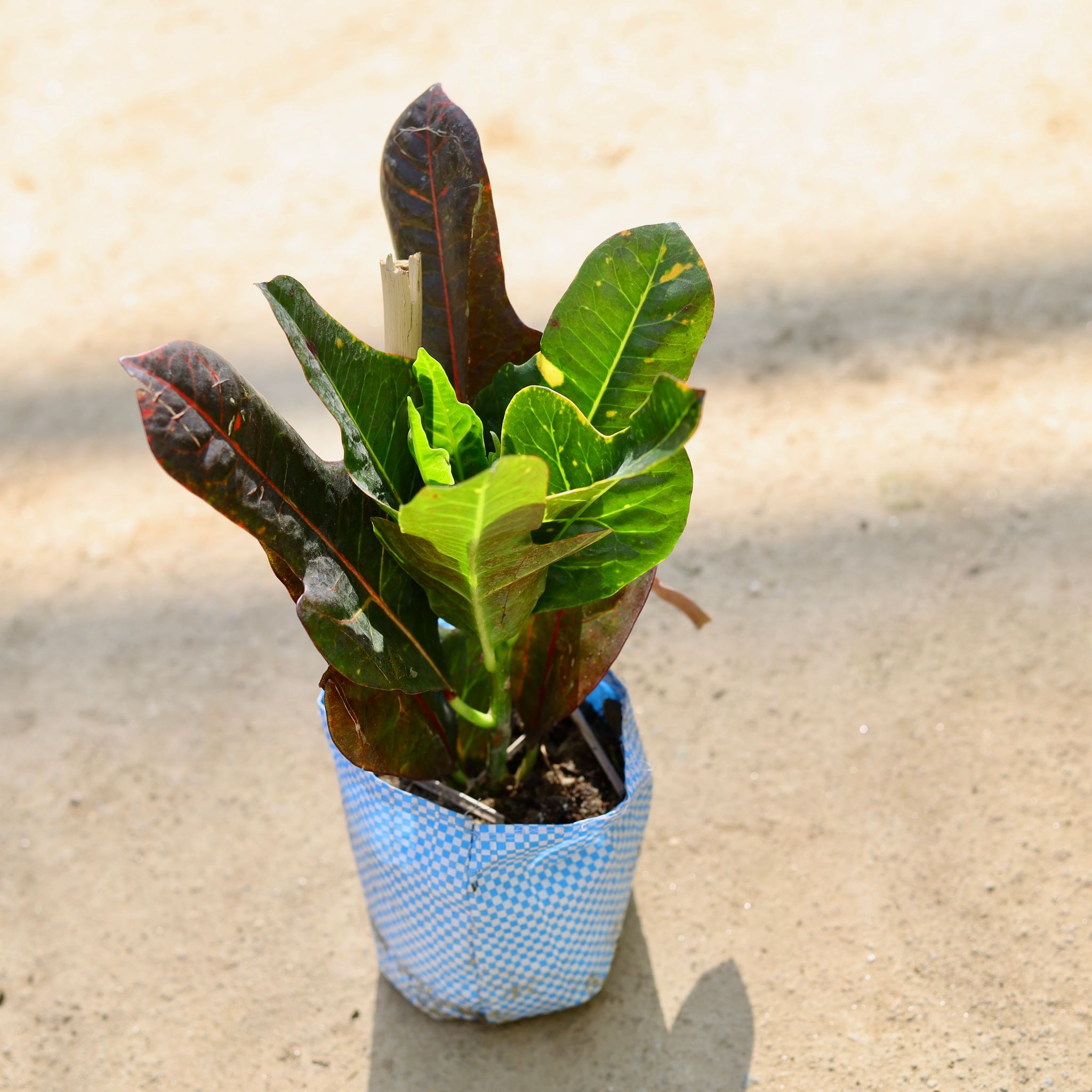 Croton Petra in 4 Inch Nursery bag