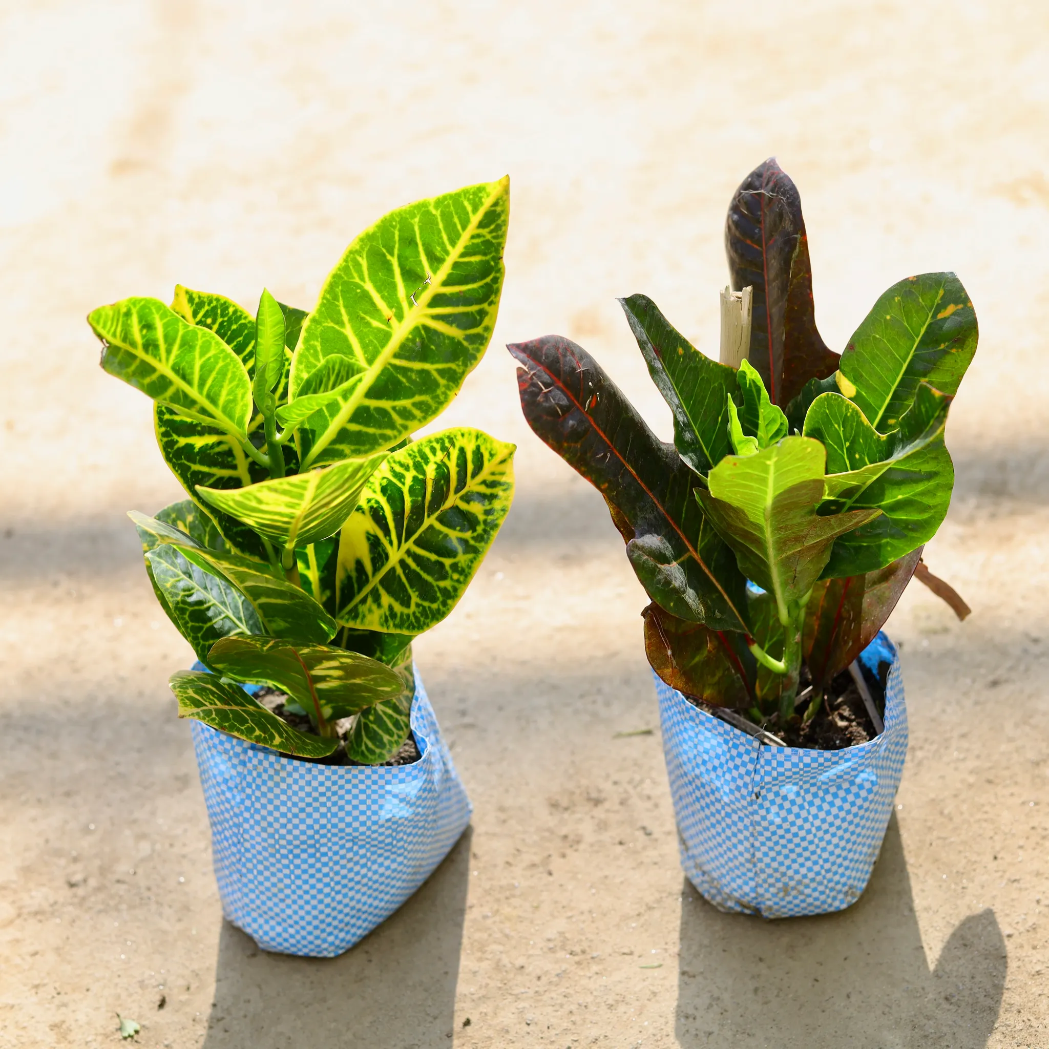 Croton Petra in 4 Inch Nursery bag