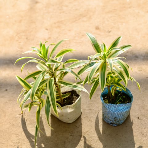 Song of India in 4 Inch Nursery bag