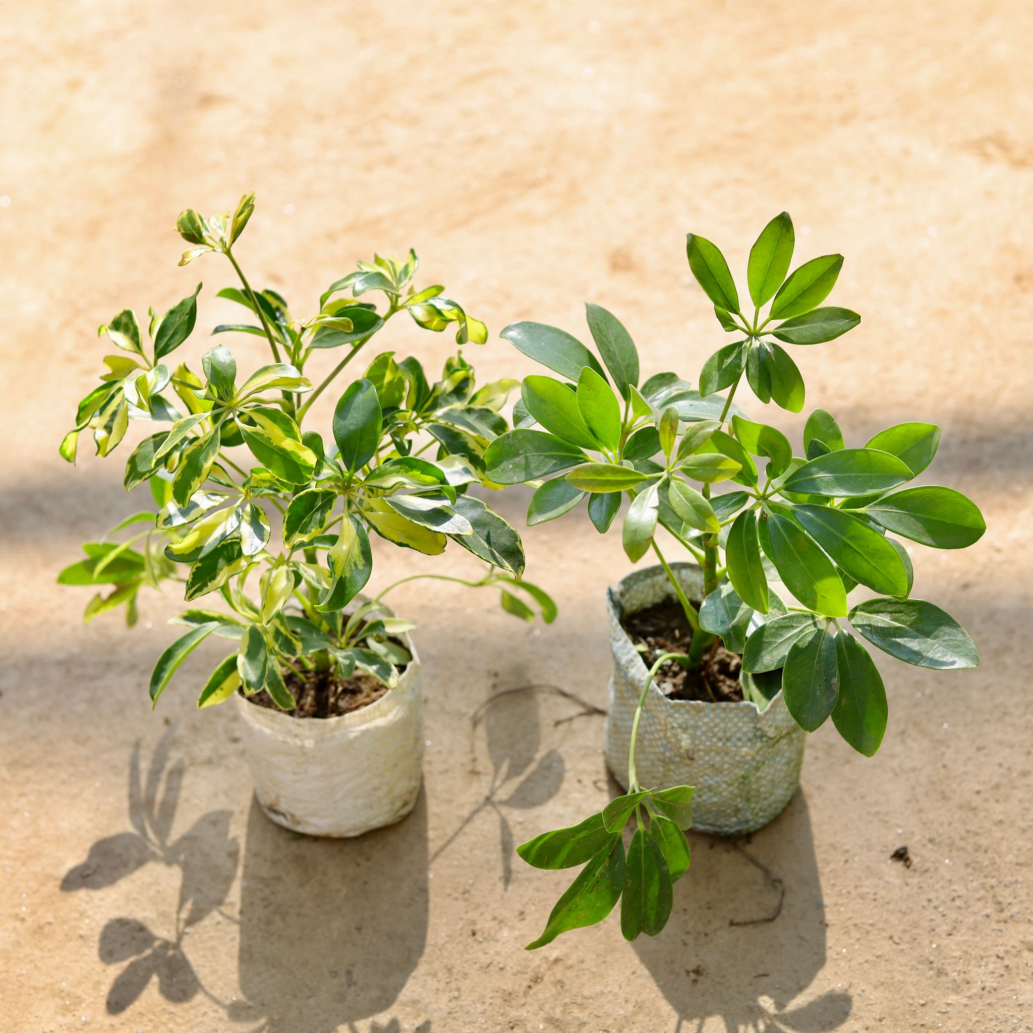 Set of 2 - Schefflera (Green & Variegated) in 4 Inch Nursery bag