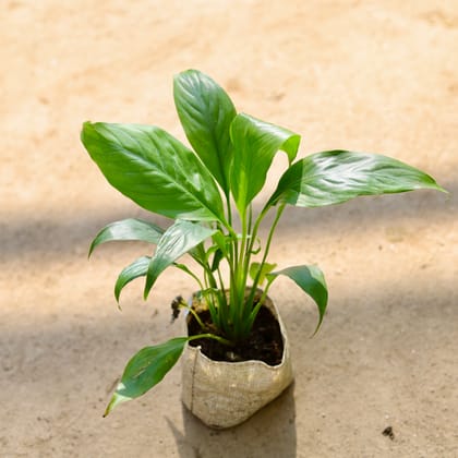 Buy Peace Lily in 4 Inch Nursery bag Online | Urvann.com