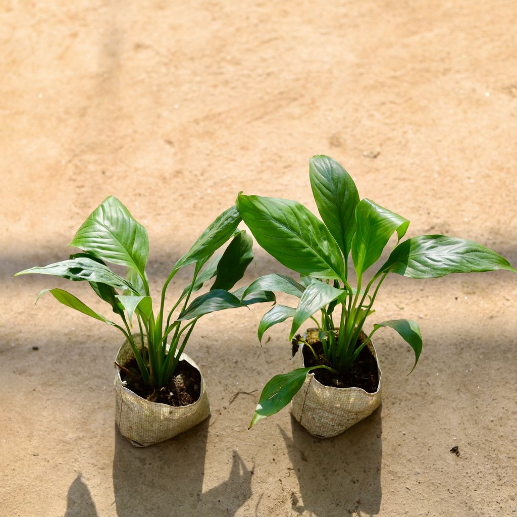 Buy Peace Lily in 4 Inch Nursery bag Online | Urvann.com Peace Lily in 4 Inch Nursery bag