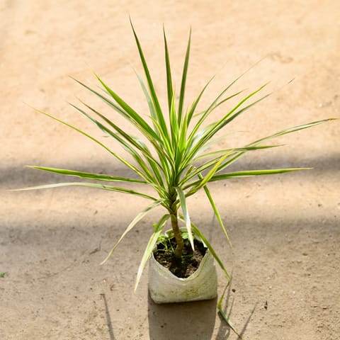 Dracaena White in 4 Inch Nursery bag